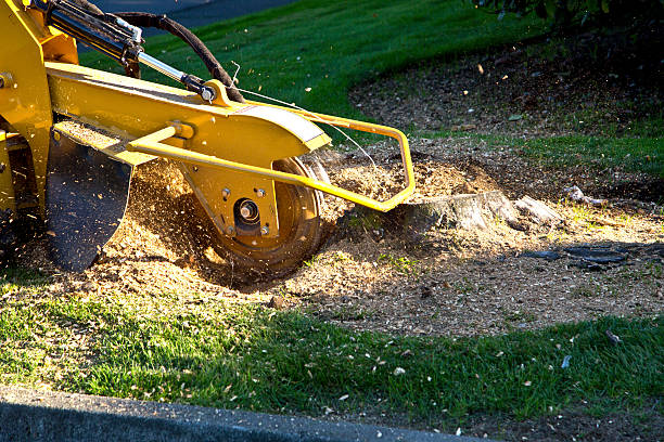 Best Lawn Grading and Leveling  in Gas City, IN